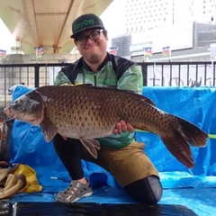 コイの釣果