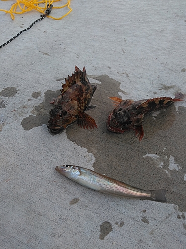 キスの釣果