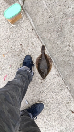 マコガレイの釣果