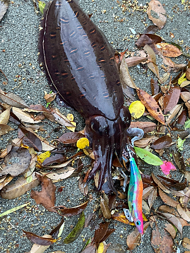 コウイカの釣果