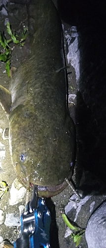 マナマズの釣果