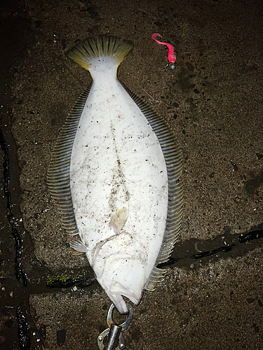 ヒラメの釣果