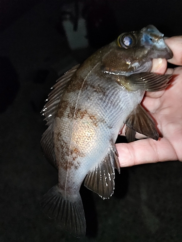 シロメバルの釣果