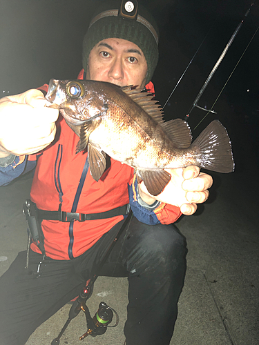 シロメバルの釣果