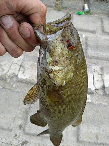 ナマズの釣果