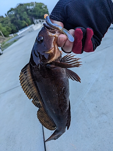 アイナメの釣果