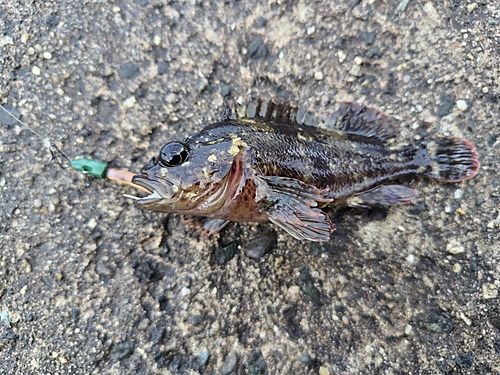 メバルの釣果