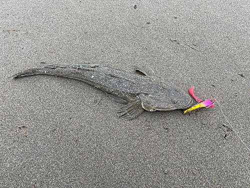 マゴチの釣果