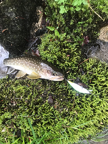 イワナの釣果