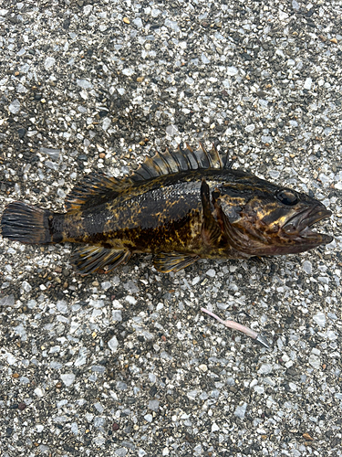 タケノコメバルの釣果