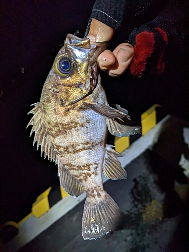 シロメバルの釣果