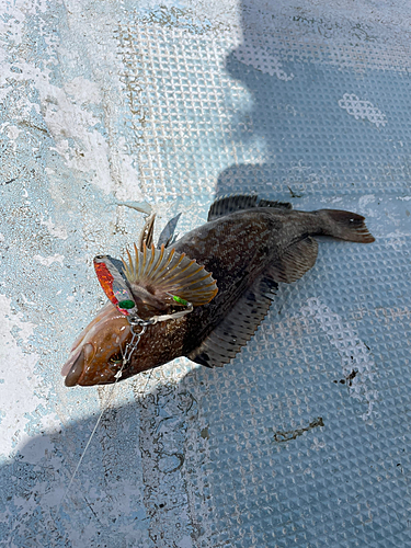 アイナメの釣果