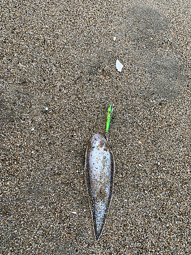 シタビラメの釣果