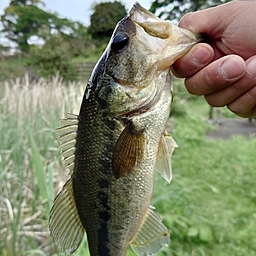 ブラックバス