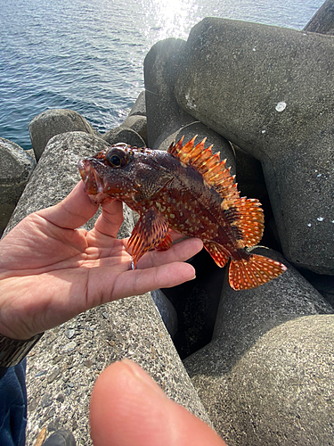 カサゴの釣果