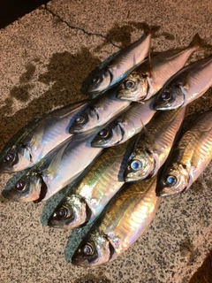 アジの釣果