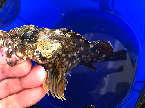 カサゴの釣果