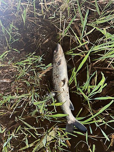 ニゴイの釣果