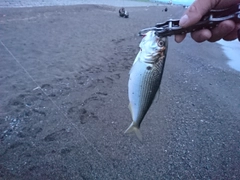 コノシロの釣果