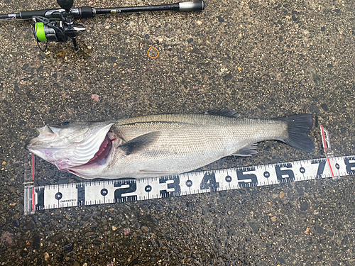 スズキの釣果