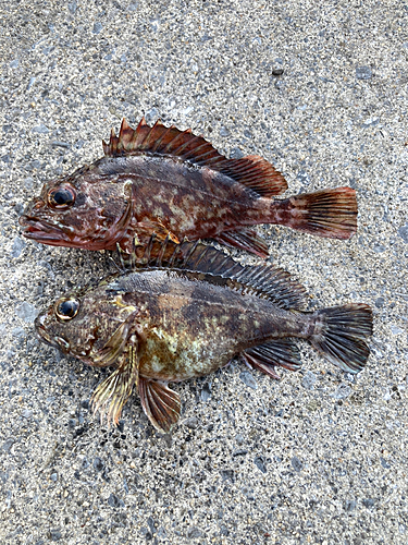 ガシラの釣果