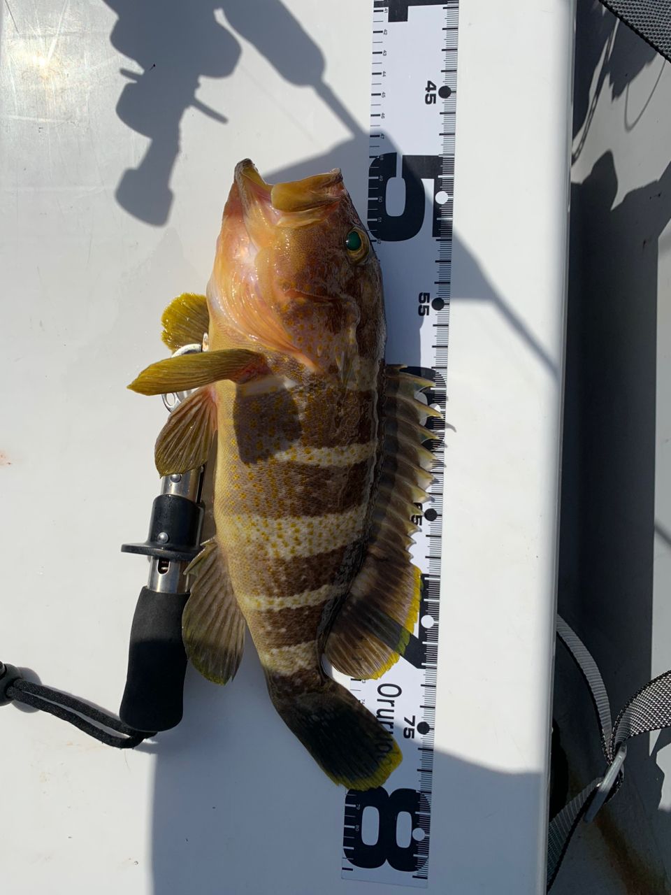 hironobu-nkgwさんの釣果 2枚目の画像
