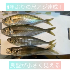 アジの釣果