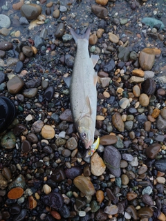 ウグイの釣果