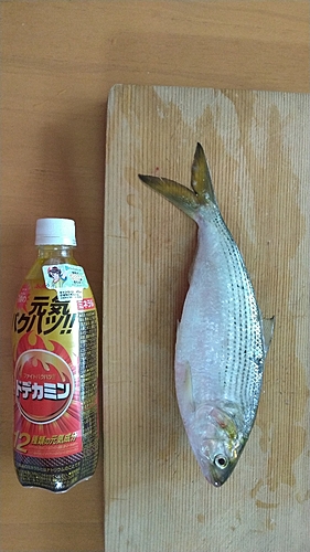 コノシロの釣果