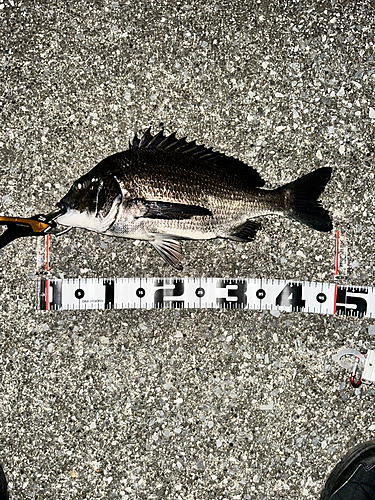 クロダイの釣果