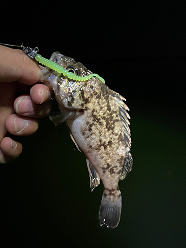 タケノコメバルの釣果