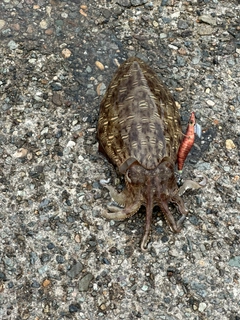 モンゴウイカの釣果