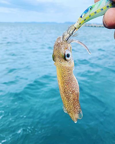 ヒイカの釣果