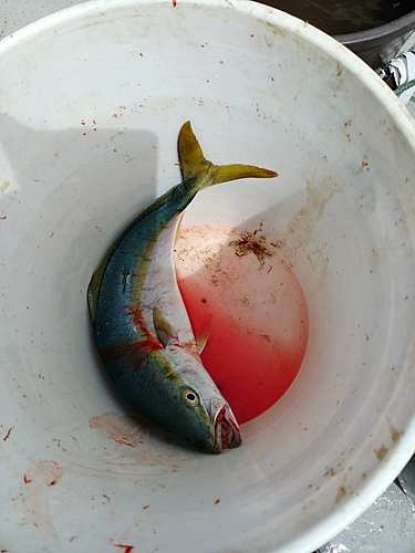 ハマチの釣果