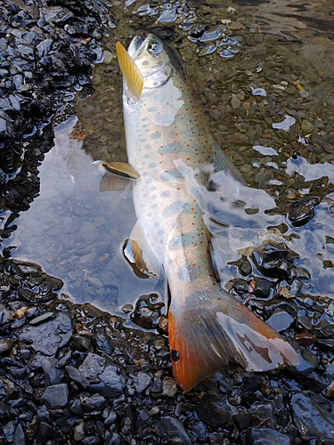 アマゴの釣果