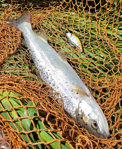 ブラウントラウトの釣果