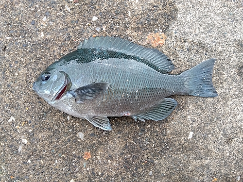 メジナの釣果