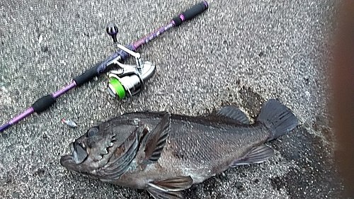 クロソイの釣果