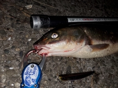 マルタウグイの釣果