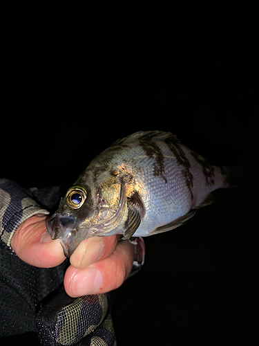 シロメバルの釣果