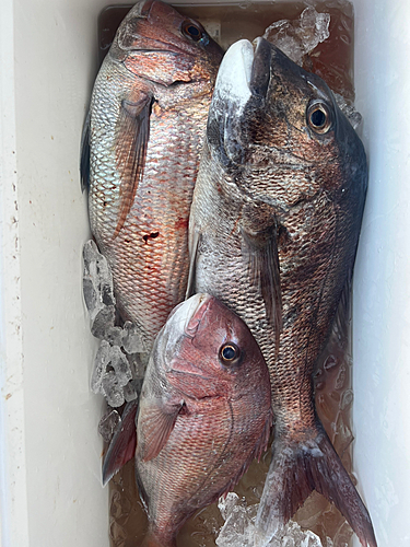 マダイの釣果