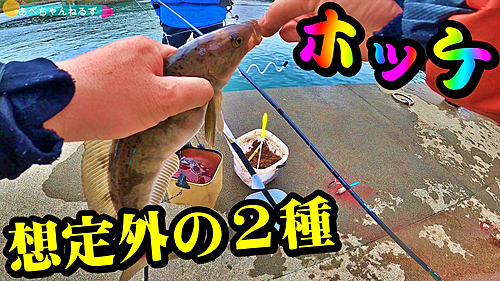 ホッケの釣果