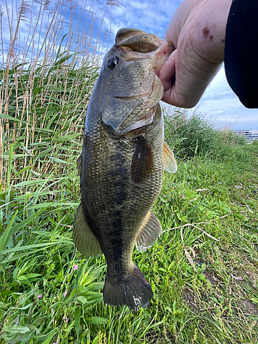 ラージマウスバスの釣果