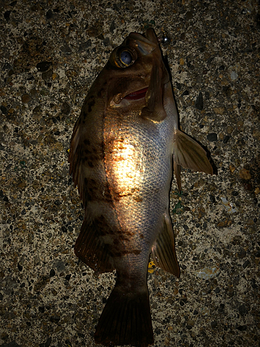 アカメバルの釣果