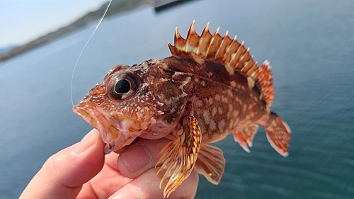 アラカブの釣果