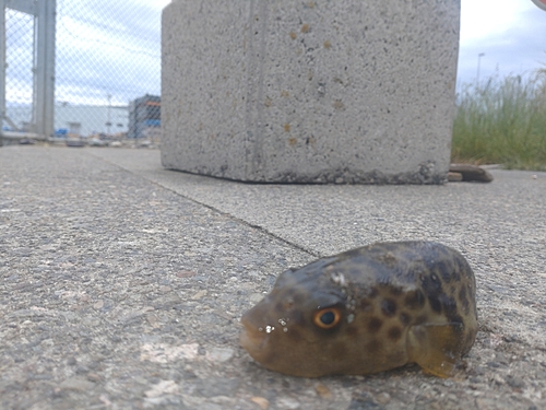 フグの釣果