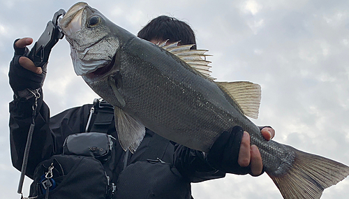 ヒラスズキの釣果