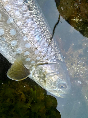 アメマスの釣果