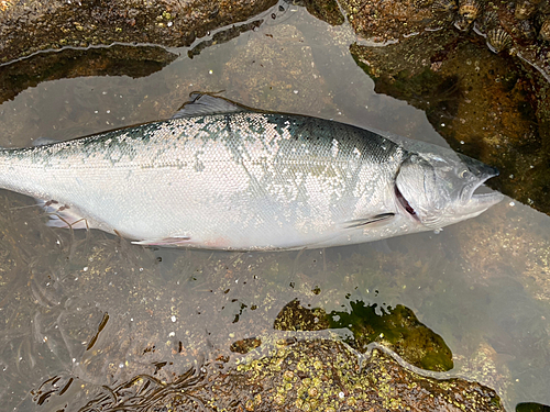 サクラマスの釣果