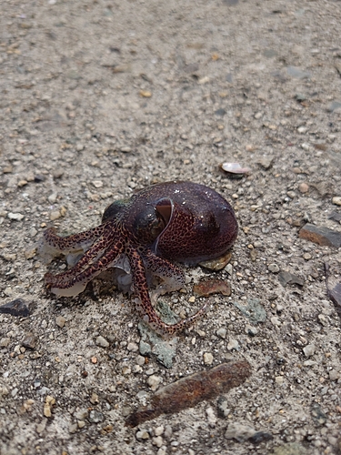 ミミイカの釣果